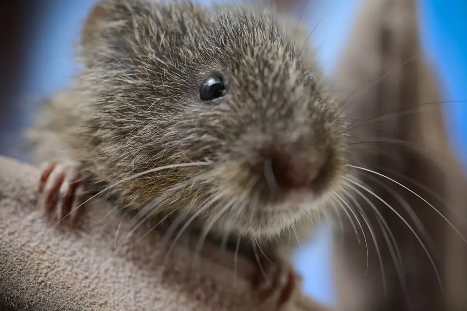 Close-up of an Amargosa vole with brown fur and long whiskers, held in a cloth by a researcher