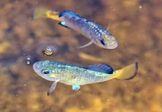 Two Amargosa pupfish, a bright blue breeding male and a spotted female, in shallow spring water